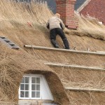 Vroeger werd de rieten dakbedekking als goedkope oplossing gebruikt voor dakbedekking voor bijvoorbeeld boerderijen.©Henner Damke - Fotolia